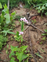 Persicaria senticosa