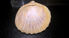 Acanthocardia echinata