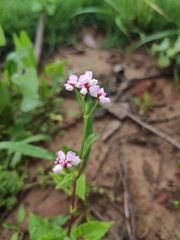 Persicaria senticosa