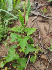 Persicaria senticosa