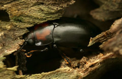 Micrencaustes liturata