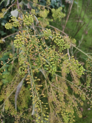 Rorippa globosa iNat (2)