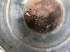 Lampropeltis