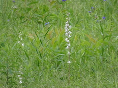 Delphinium carolinianum virescens
