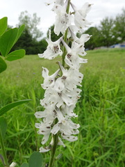 Delphinium carolinianum virescens