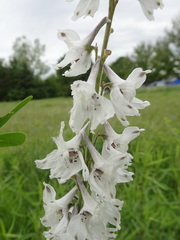 Delphinium carolinianum virescens