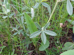 Pediomelum tenuiflorum