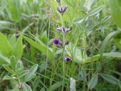 Pediomelum tenuiflorum