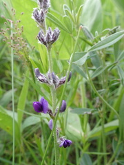 Pediomelum tenuiflorum