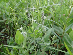 Pediomelum tenuiflorum