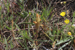 Castilleja rubicundula lithospermoides