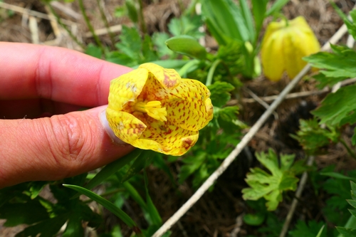 Image of Fritillaria tubaeformis by no rights reserved