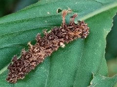 Moduza procris milonia