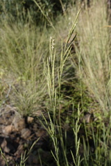 Brachypodium phoenicoides