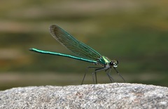 Calopteryx angustipennis