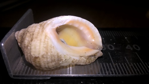 Atlantic Dogwhelk