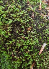 Sciuro-hypnum plumosum