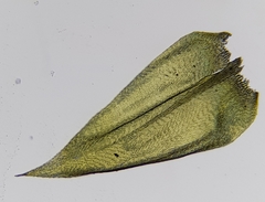 Sciuro-hypnum plumosum