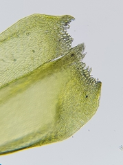 Sciuro-hypnum plumosum