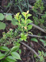 Syzygium buxifolium