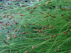 Restio scaberulus