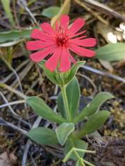 Silene serpentinicola