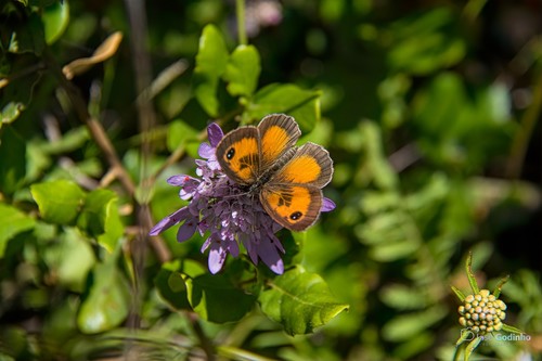 Southern Gatekeeper, São Brás de Alportel, Portugal, photo 8 of 10