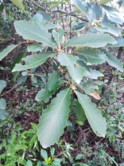 Quercus aliena