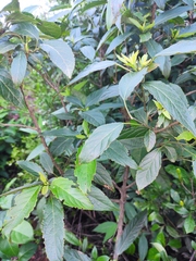 Clerodendrum cyrtophyllum