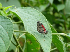 Diaethria euclides