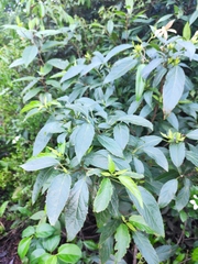 Clerodendrum cyrtophyllum