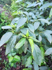 Clerodendrum cyrtophyllum