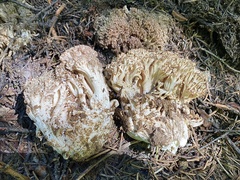 Ramaria botrytis