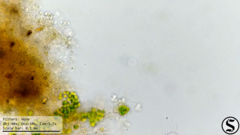 Chlorella