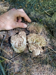 Ramaria botrytis
