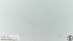 Chlorella