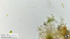 Chlorella