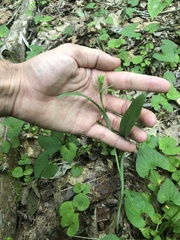 Platanthera clavellata