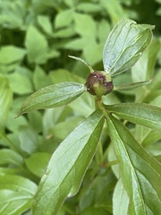 Paeoniaceae
