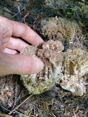 Ramaria botrytis