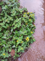 Lysimachia congestiflora