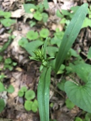 Platanthera clavellata
