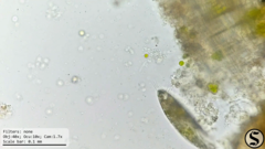 Chlorella
