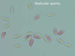 Botryobasidium vagum