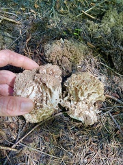 Ramaria botrytis