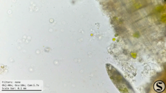 Chlorella