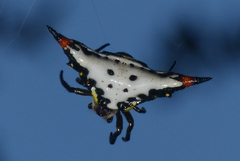 Acrosomoides acrosomoides