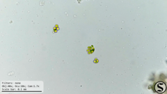 Chlorella