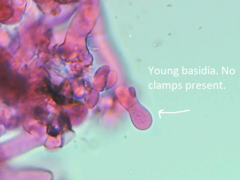 Botryobasidium vagum