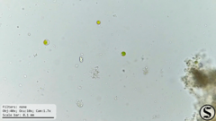 Chlorella